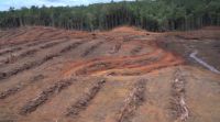 Read more about the article Palmöllieferant zerstört Regenwald in Westpapua