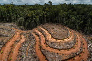 Read more about the article Indonesien verhängt dreijähriges Moratorium für neue Palmölplantagen