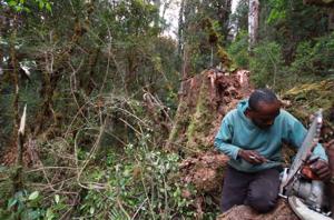 Read more about the article Handelsminister widerruft Holzlizenz für Holzexport – Papuanischer Wald bedroht