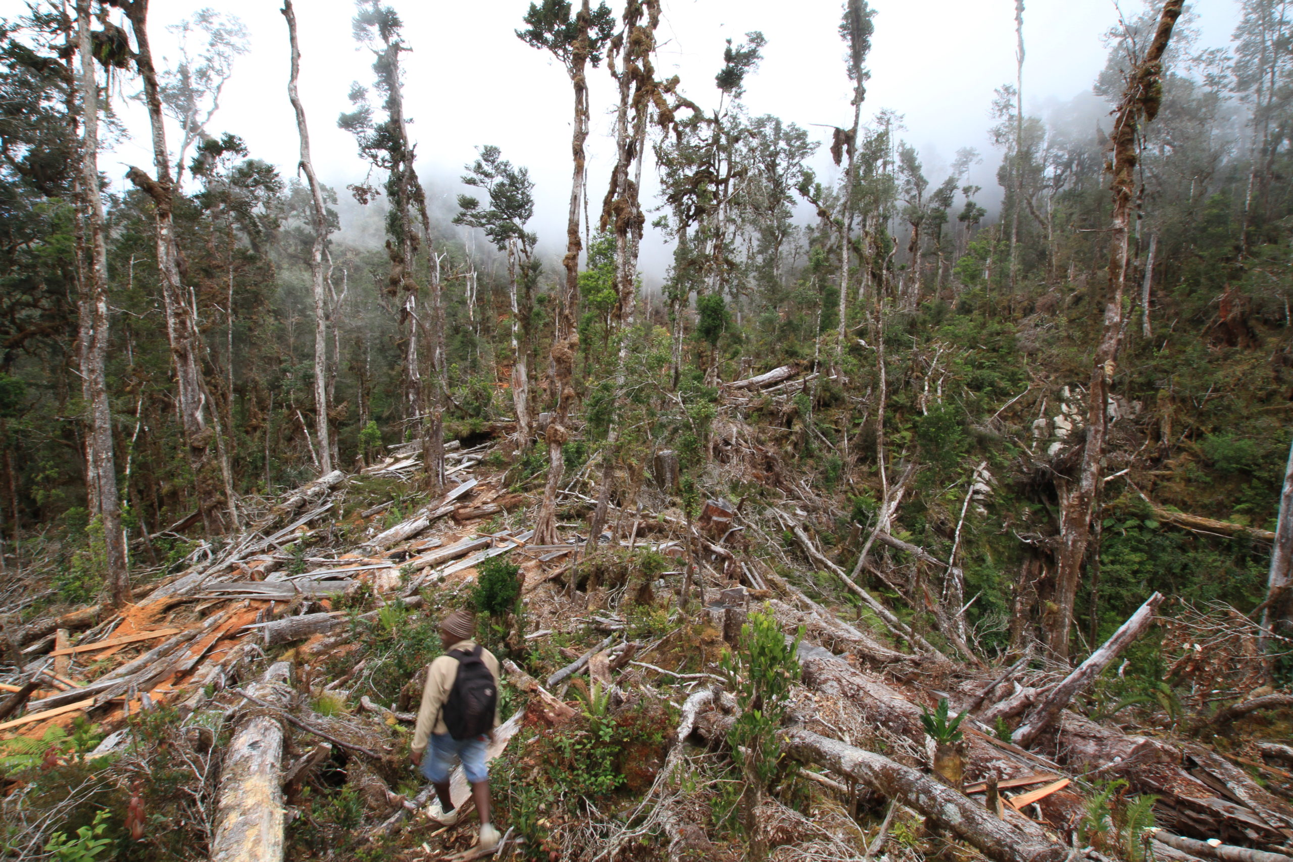 You are currently viewing Indonesien zieht Entscheidung über geplanten illegalen Holzexport zurück