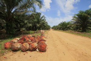 Read more about the article Indigene Papuas schützen Wald vor Ölpalmplantage – staatliches Handeln zur Sicherung gefordert