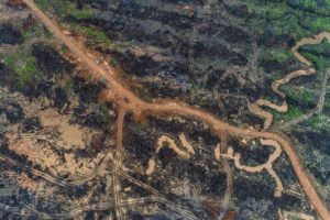 Read more about the article Sägewerk in Papua verliert legales Holzsiegel wegen des Vorwurfs der Genehmigungsfälschung