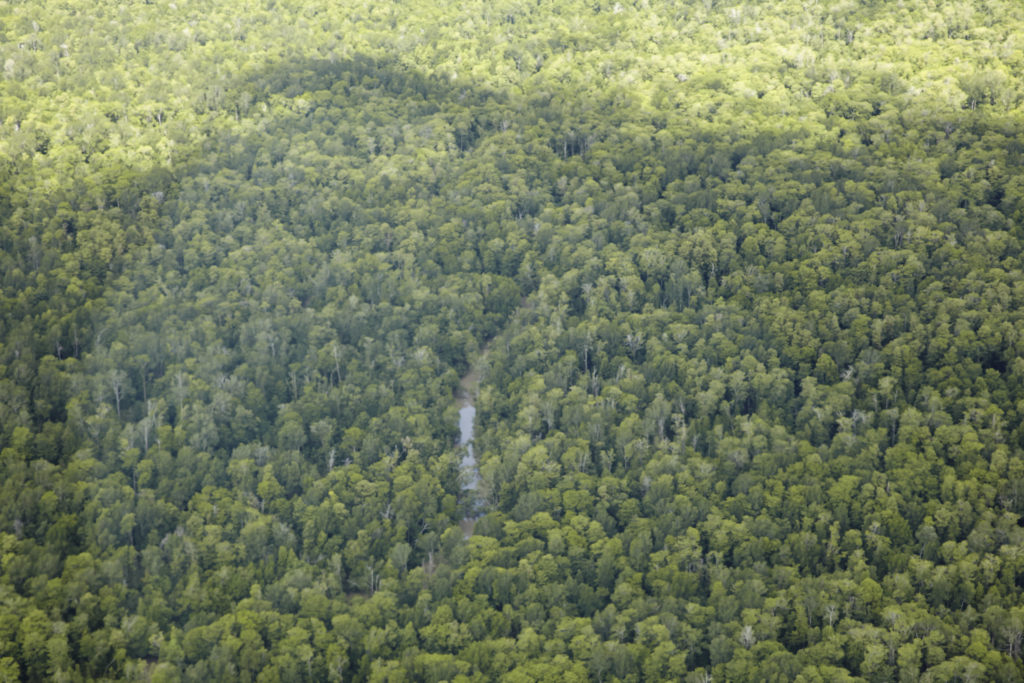 Regenwald in Westpapua - der drittgrößte noch zusammenhängende Regenwald weltweit