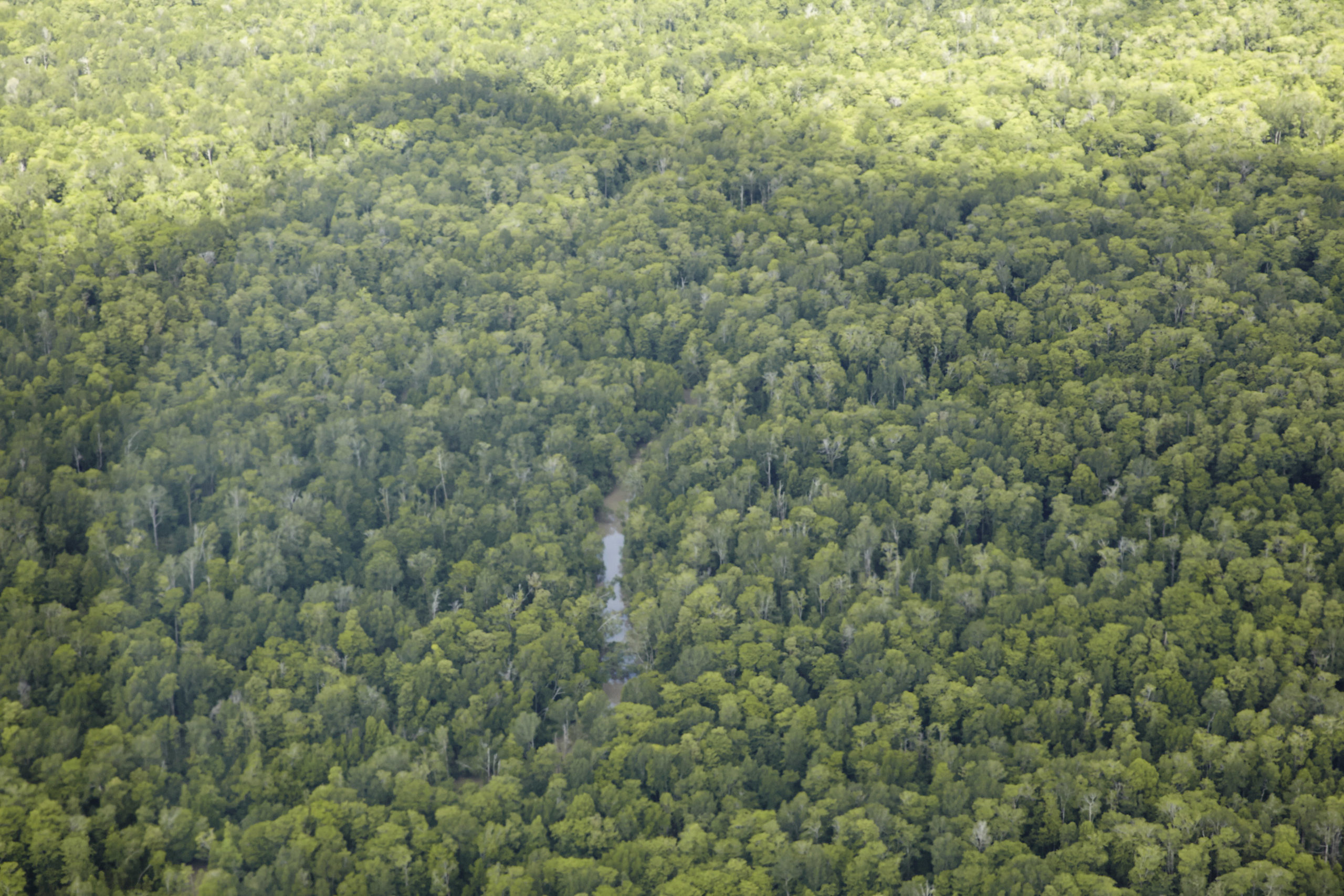 You are currently viewing Weiterer wichtiger Schritt zum Schutz der Wälder Papuas