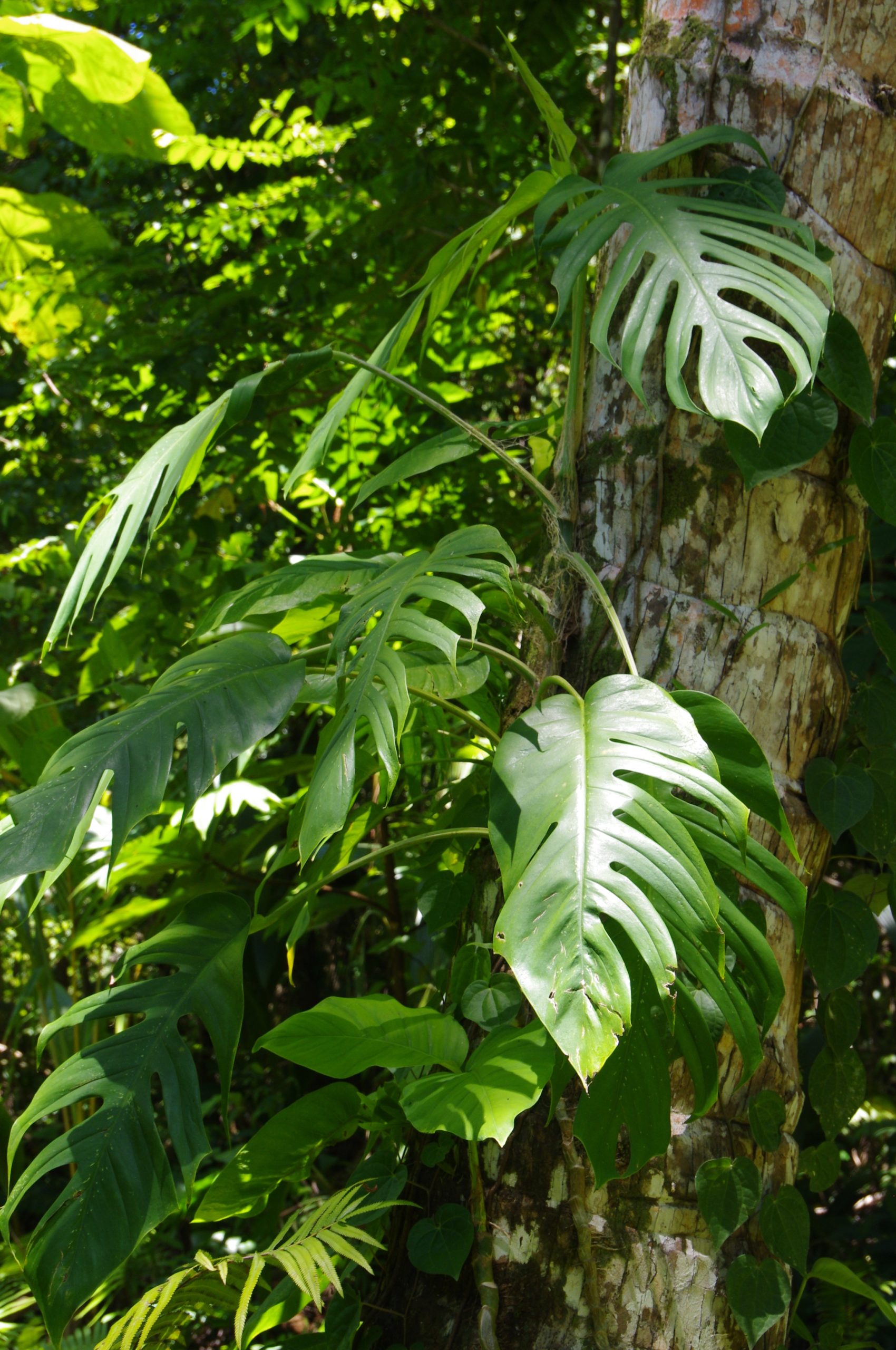 Read more about the article Mongabay: Abholzungen in Papua zugunsten von Zellstoffplantagen