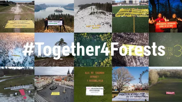 Read more about the article #Together4Forests Kampagne