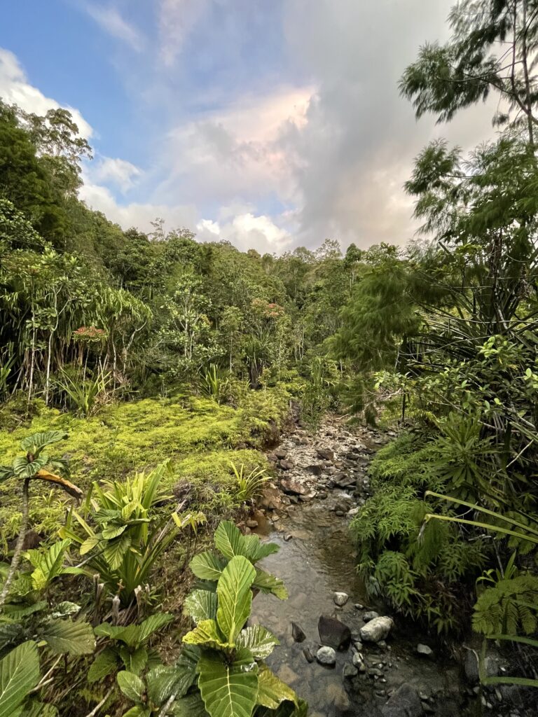 Regenwald in Westpapua